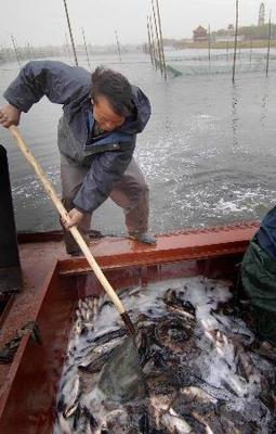 白洋淀局部水域恢復水產(chǎn)養(yǎng)殖，促進區(qū)域生態(tài)與經(jīng)濟協(xié)調發(fā)展