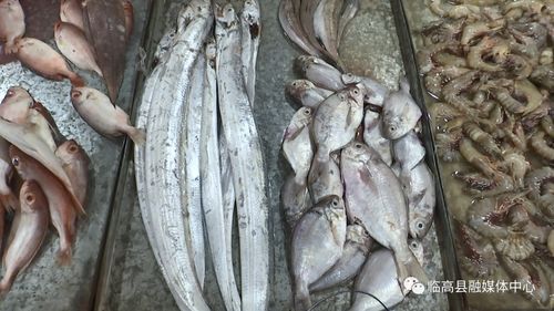 伏季休漁期臨高水產品供應充足價格穩定，水產品養殖產業顯活力