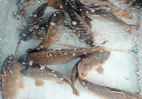 北京朝陽區兩家超市鯉魚、武昌魚檢出孔雀石綠，水產養殖安全敲響警鐘